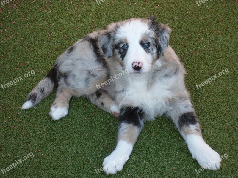 Dog Collie Puppy Animal Canine