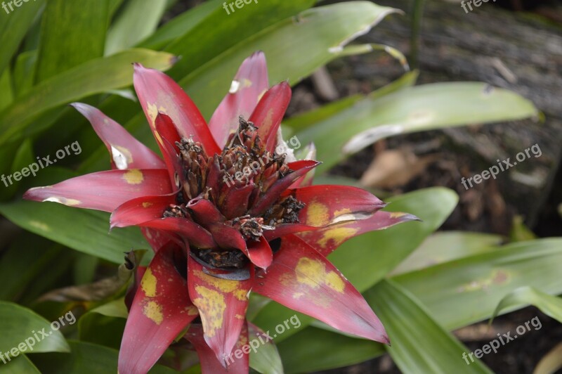 Flower Nature Plants Flowers Red