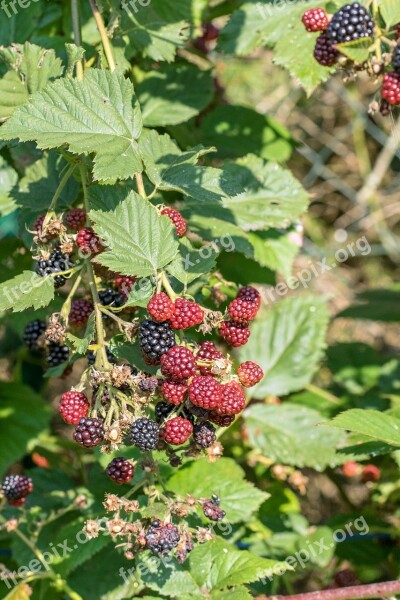 Blackberries Bush Berries Red Fruits