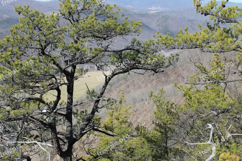 Evergreen West Virginia Pine Tree Appalachian Free Photos