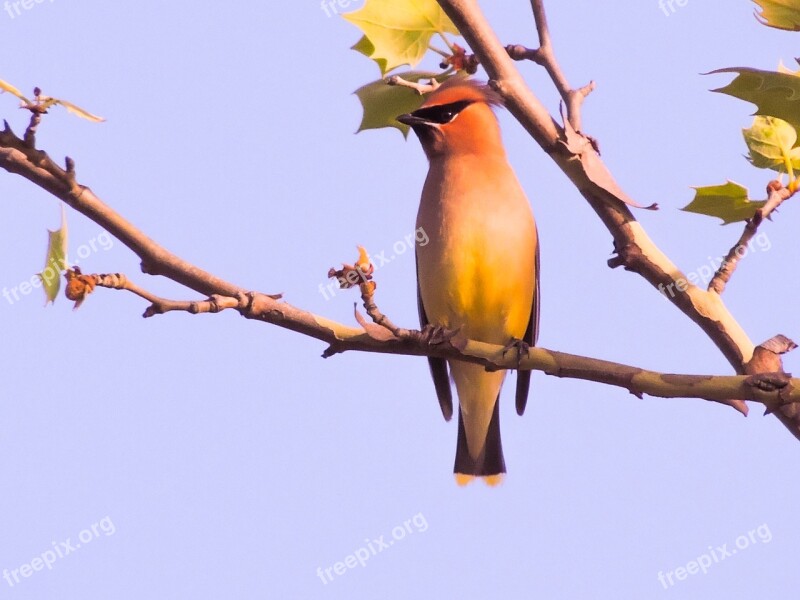 Cedar Wax Wing Sycamore Tree Bird Free Photos