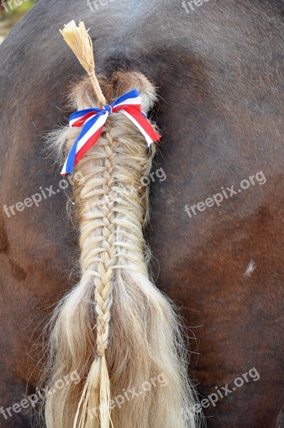 Tail Horse Ponytail Animal Mat