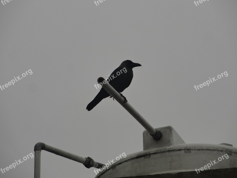 Crow Tank Watertank Random Bird