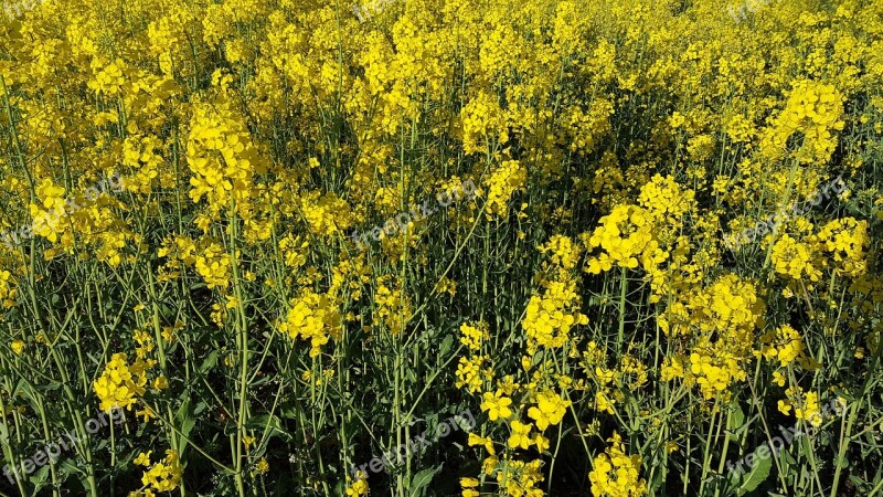 Rapeseed Flowers Field Spring Yellow