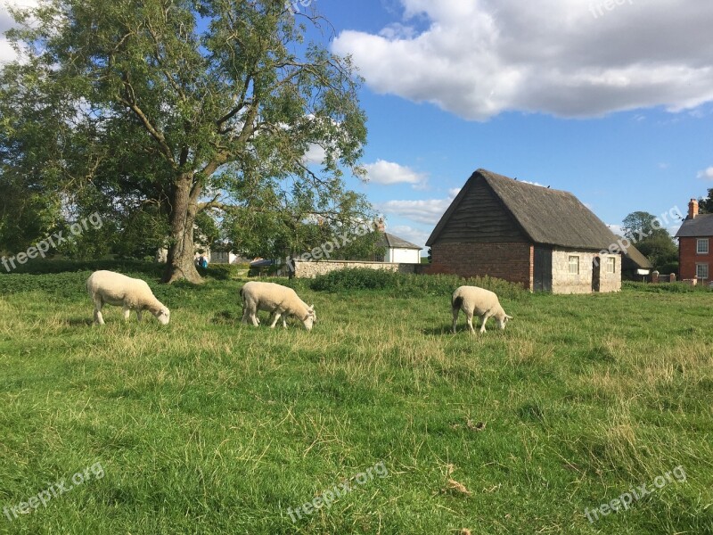 Avebury Avebury Stones Sheep Stone Wiltshire