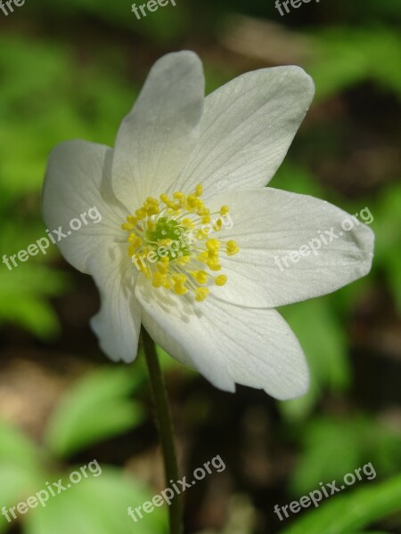 Flower Anemones The Nature Of The Spring Flowers