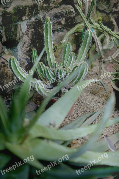 Succulents Green House Cactus Free Photos