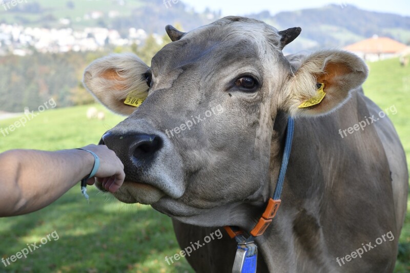 Cow Love For Animals Contact Free Photos