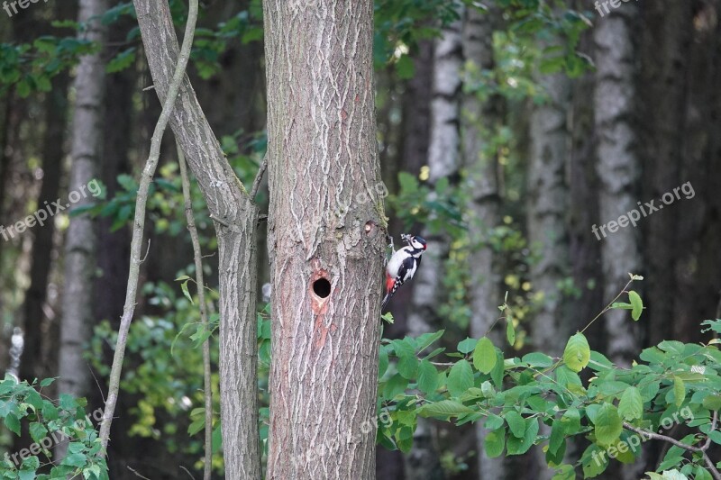 Tree Forest Woodpecker Feed Hole