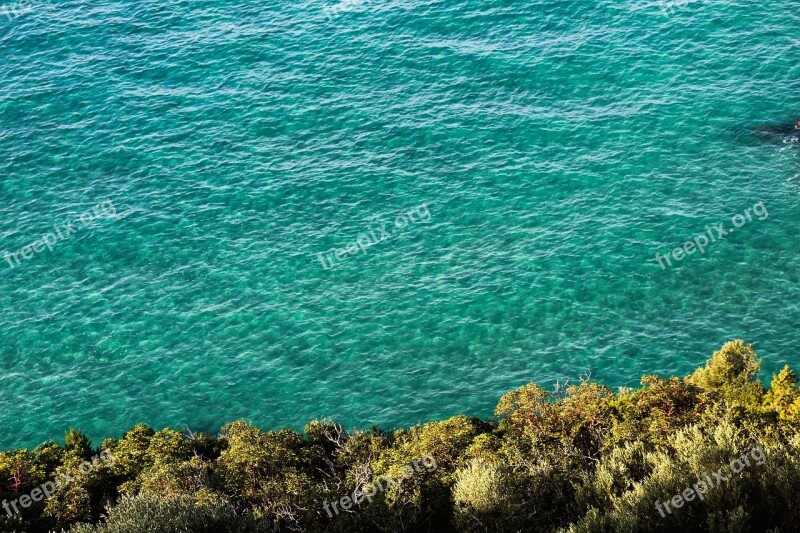 Blue Marine Tree Nature Water