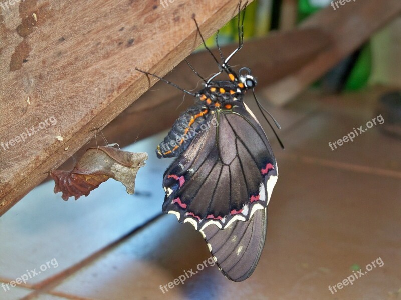 Butterfly Paraguay Animal South America Free Photos