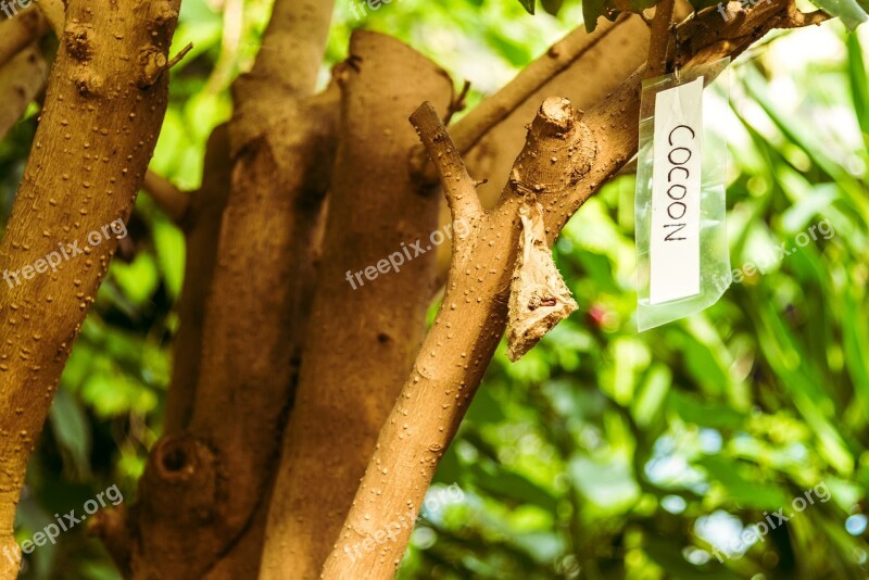 Tree Butterfly Cocoon Sign Tropical