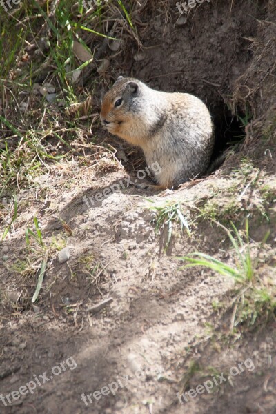 Squirrel Nature Animal Cute Wildlife