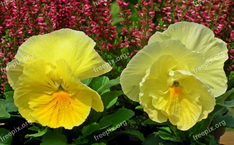 Pansies Flowers Yellow Garden Nature