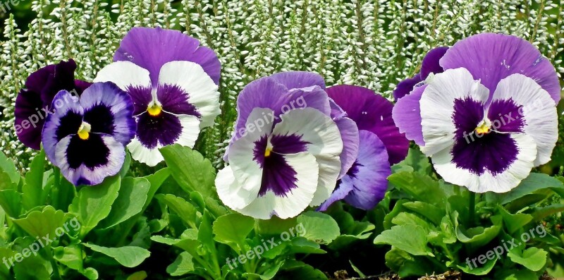 Pansies Flowers Colorful Spring Garden