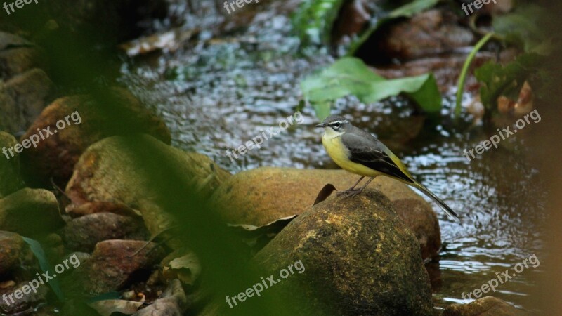 Bird Avian Sitting Stream Rock