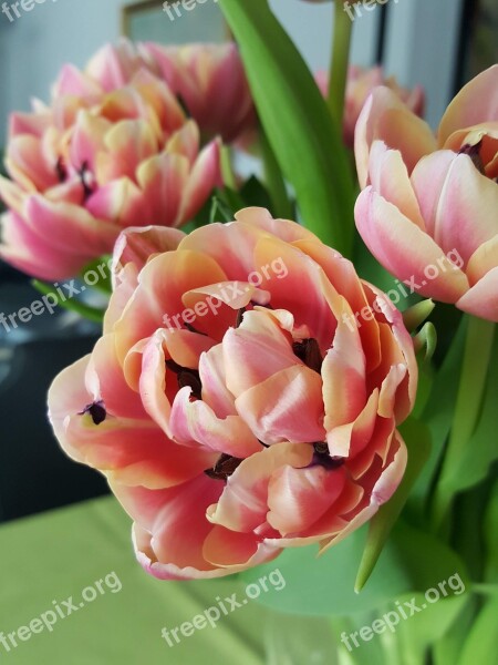 Flower Tulip Multicolour Free Photos