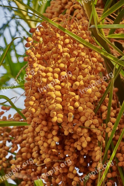 Palm Tree Dates Landscape Palmas Fruit