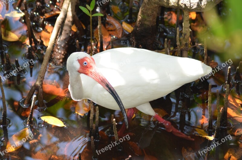 Florida White Ibis Ibis Florida Wildlife Swamp