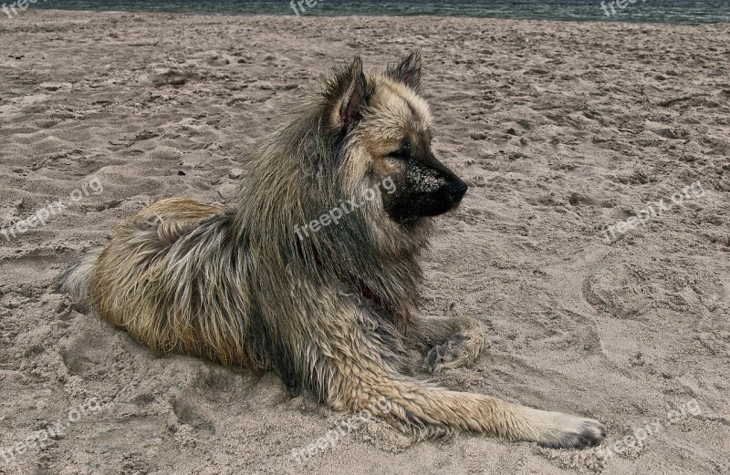 Dog Eurasians Beach Sand Baltic Sea