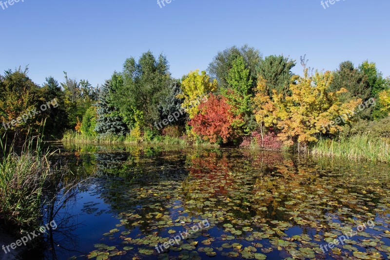 Fall Autumn Pond Trees Color