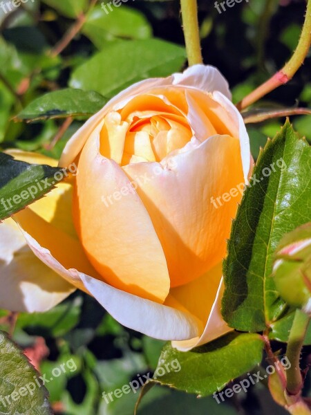 Peach Colored Rose Flower Free Photos