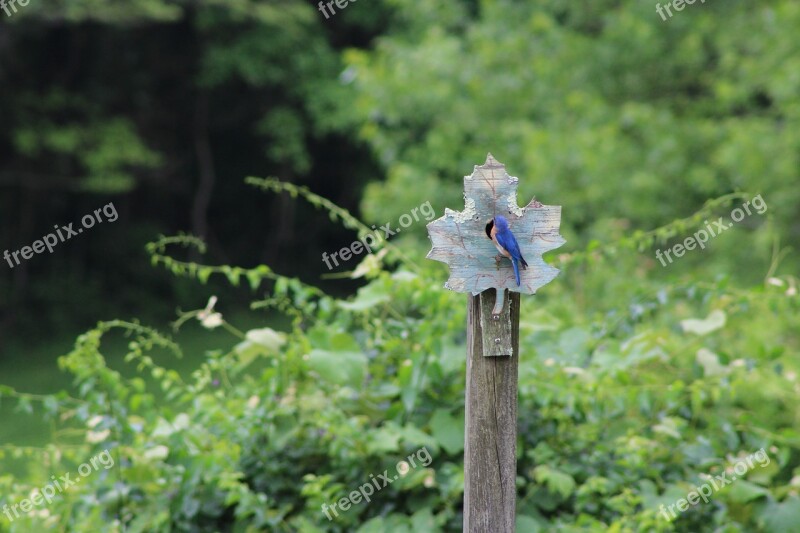 Bluebird Perched Bird Nature Summer