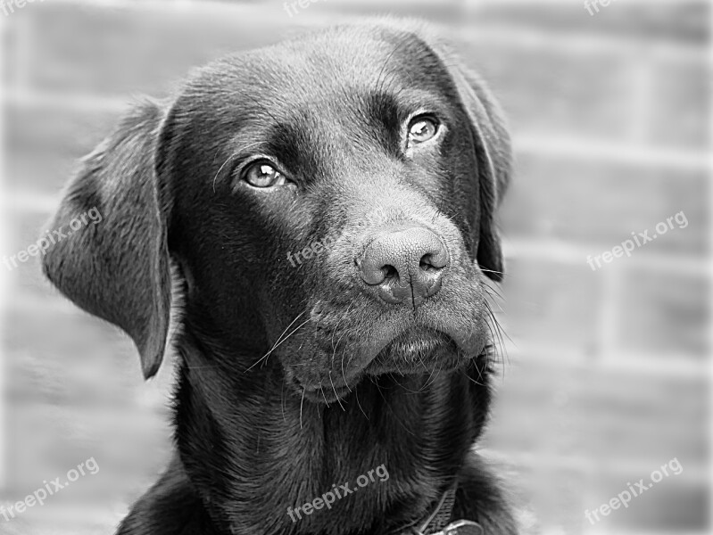 Labrador Dog Retriever Head Free Photos