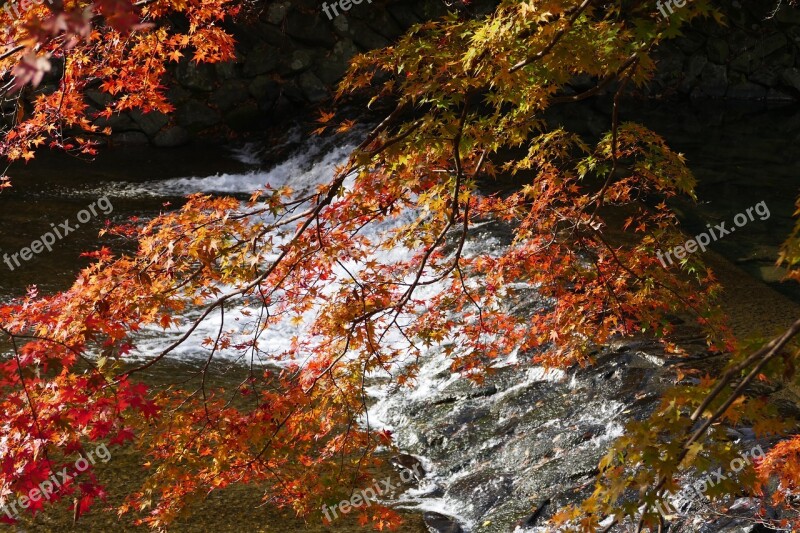 Kyoto Foliage Autumn Color River Maple