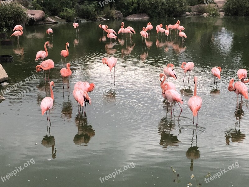 Flamingo Nature Pink Wildlife Animals