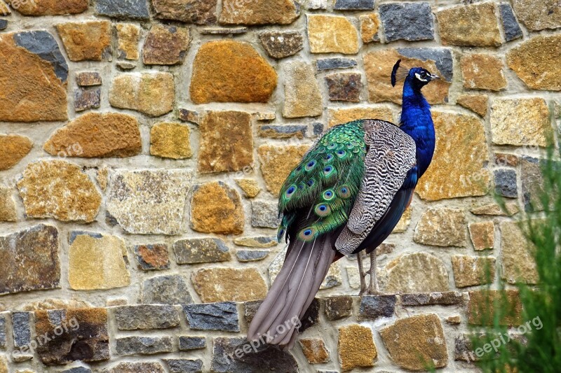 Tasmania Lauceston Cataract Gorge Reserve Peacock Bird