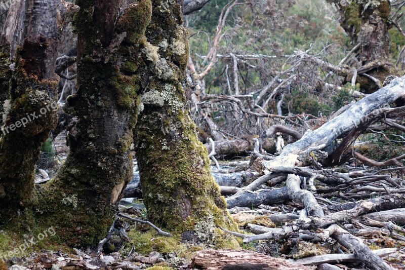 Tasmania Cradle Mountain Australia National Park Old Forest