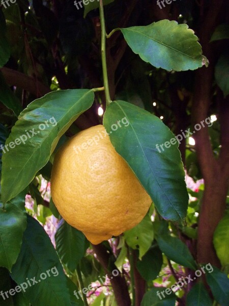 Lemon Fruit Fruit Trees Lime Free Photos