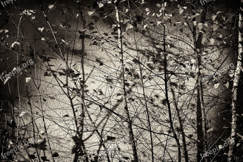 Birch Tree Leaves Nature Landscape