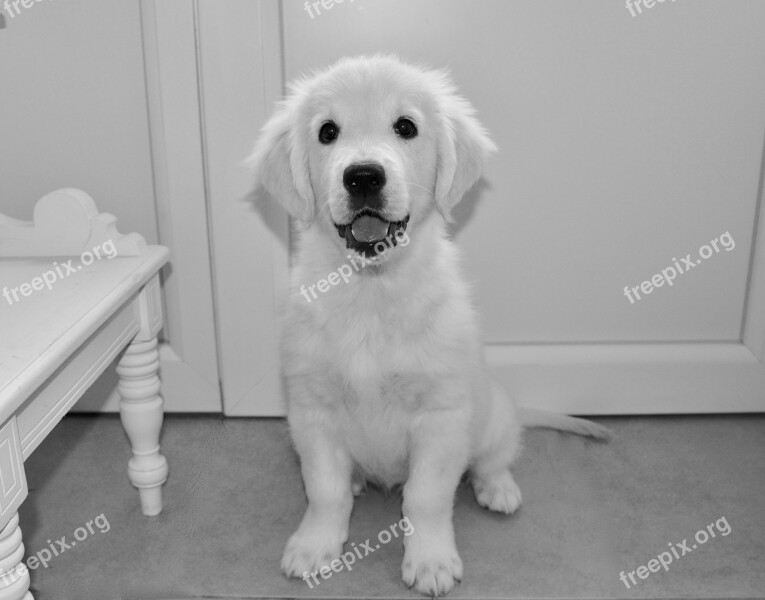 Photo Black White Dog Bitch Mollie Pup Golden Retriever