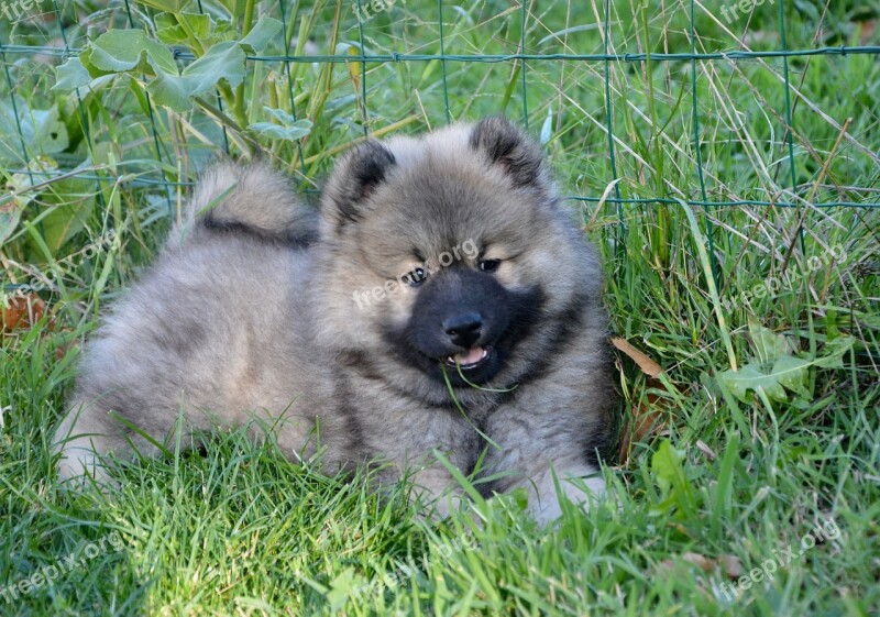 Dog Puppy Young Dog Eurasier Bitch Orlaya Adorable