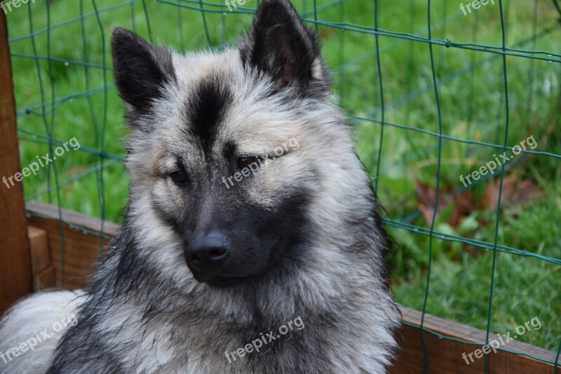 Dog Dog Eurasier Bitch Noel Blue Animal Domestic