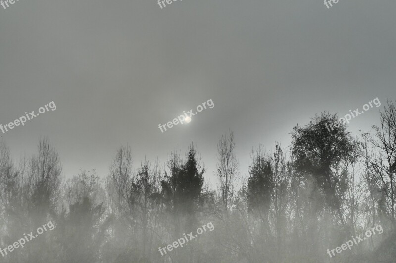 Forest The Fog Autumn Trees This