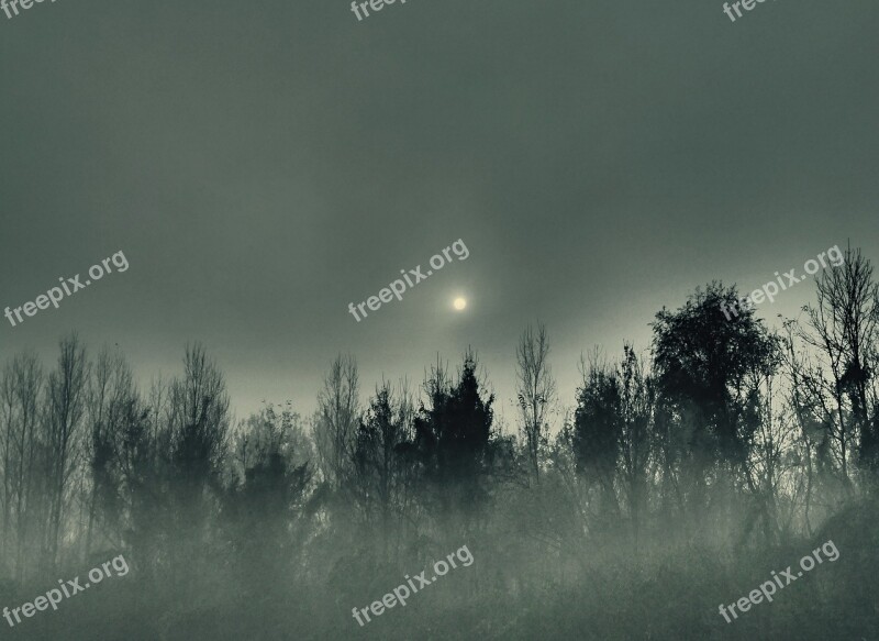 Forest The Fog Autumn Trees This