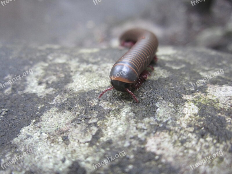 Insect Millipede Nature Hiking Critter