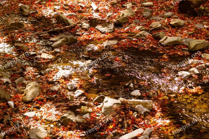 Natural Landscape Autumnal Leaves Autumn River