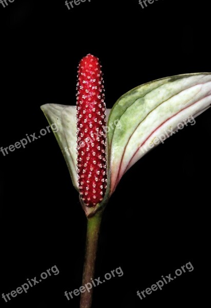 Flower Arum Nature Garden Flora