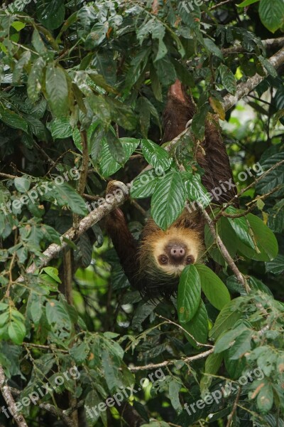 Sloth Costa Rica Nature Tropical Rainforest