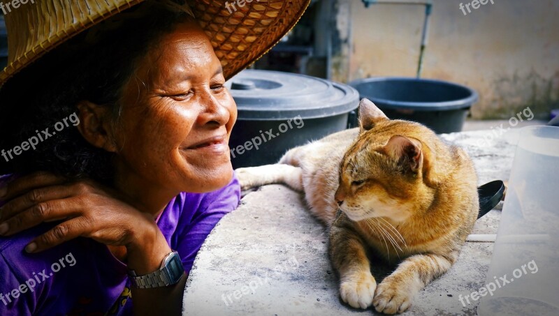 Tabby Cat Cat Friend Pets Lovely