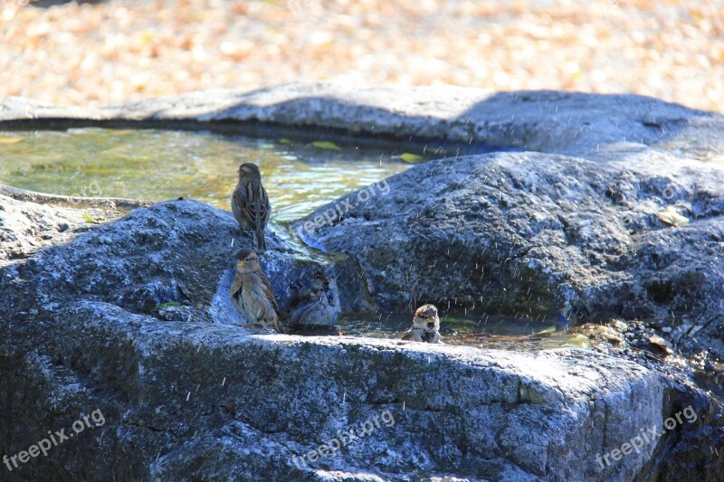 Sparrows Swim Bird Sperling Bad