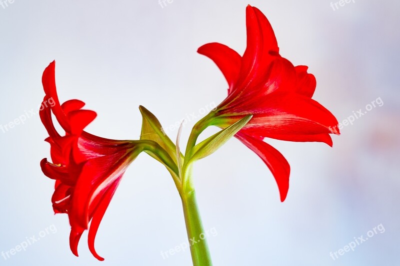 Amaryllis Nature Plant Flower Blossom