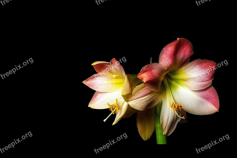 Amaryllis Flower Blossom Bloom Plant