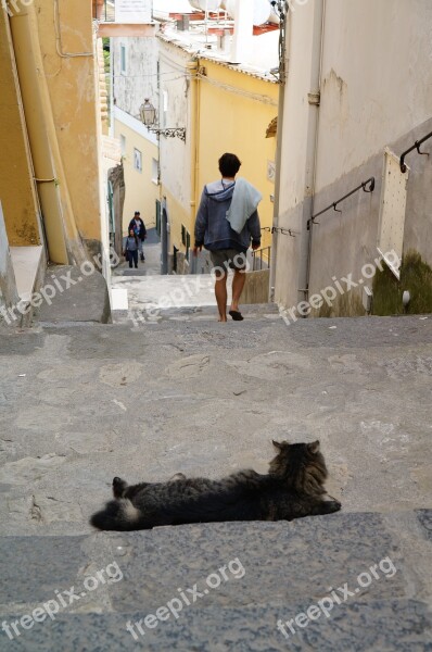 Cat Italy Positano Animal Landscape