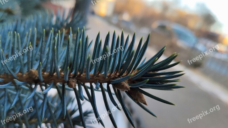 Spruce Needles Branch Green Plant