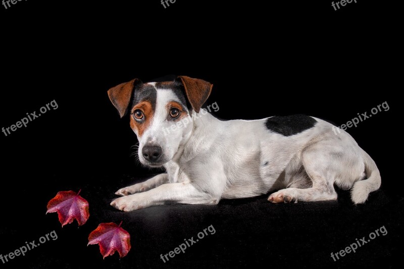 Jack Russell Dog Portrait Terrier Pet